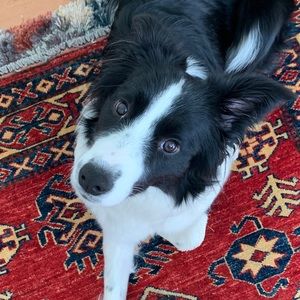 Meet your Posher, Teddy